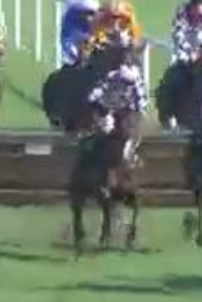 Called horse 181