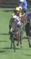 Called horse 248