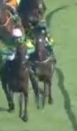 Called horse 247