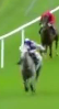 Called horse 64