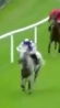 Called horse 64