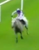 Called horse 64