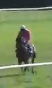 Called horse 776