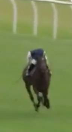 Called horse 17