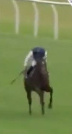 Called horse 26