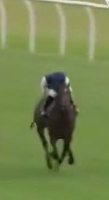 Called horse 562