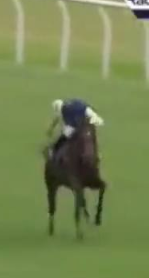 Called horse 562