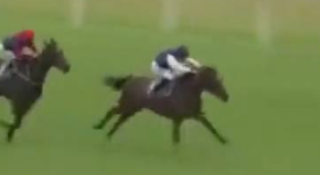 Called horse 562