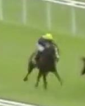Called horse 333