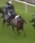 Called horse 376