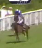 Called horse 409