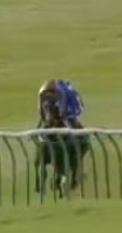 Called horse 424