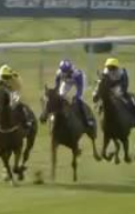 Called horse 427