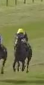 Called horse 480