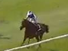 Called horse 492
