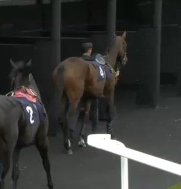 Called horse 28