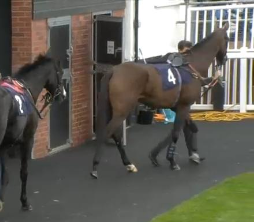 Called horse 28