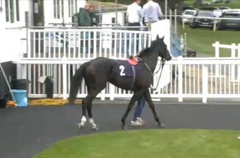 Called horse 35