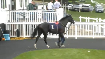 Called horse 35