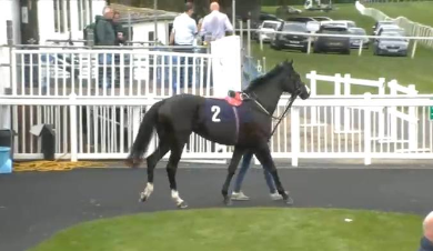 Called horse 35