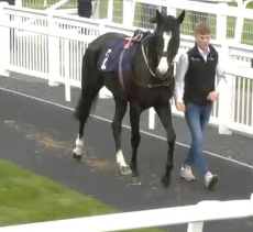 Called horse 35