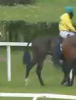 Called horse 100