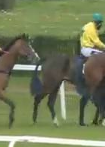 Called horse 100