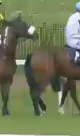 Called horse 100