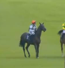 Called horse 176