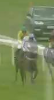 Called horse 459