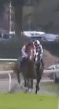 Called horse 509