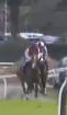 Called horse 509