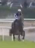 Called horse 511