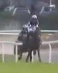 Called horse 511