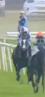 Called horse 533