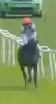 Called horse 556