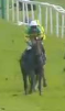 Called horse 566