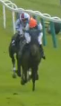 Called horse 579